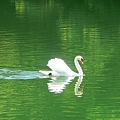 写真: 白鳥の湖・・・。