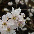 写真: 桜・サクラ・・・。