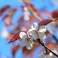 写真: 山桜・・・。