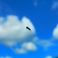 写真: 雲の蟻さん・・・。