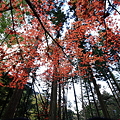 森林の秋