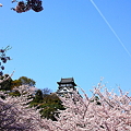写真: 犬山城の春