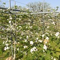 写真: RIMG4512りんごの花 サイズ変更
