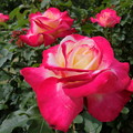 写真: 薔薇の園_1