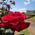 写真: 薔薇の園_4