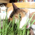 写真: 猫草タイム2