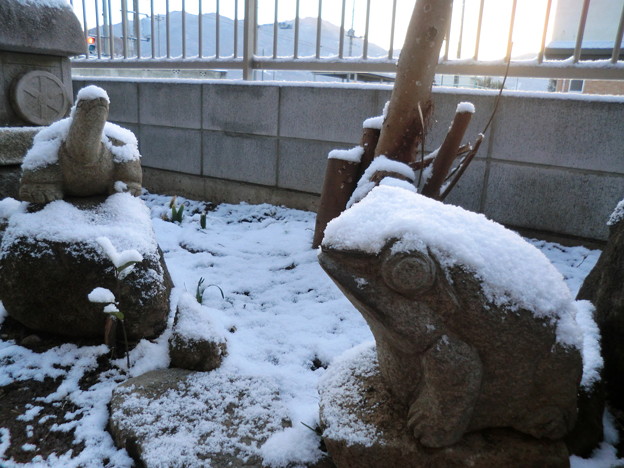 写真: 雪化粧-庭の動物たち-