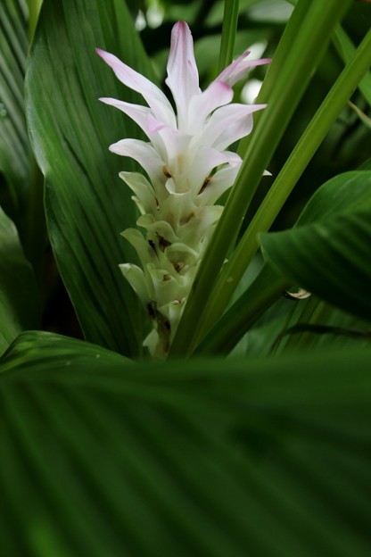 写真: ウコンの花