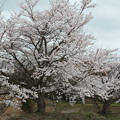 古墳の桜