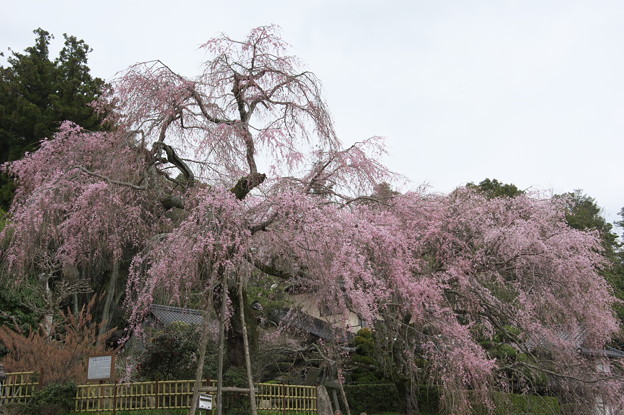 神原の枝垂桜