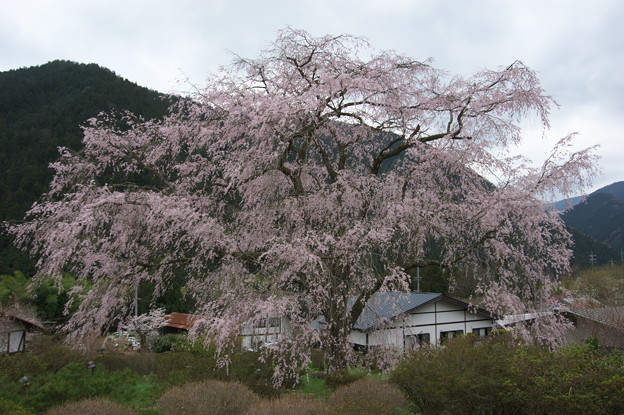 竹下桜