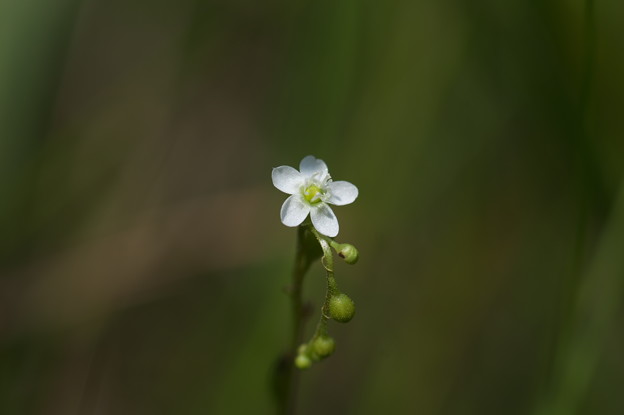 湿原の花(モウセンゴケ)
