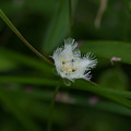 湿原の花(シラヒゲソウ)