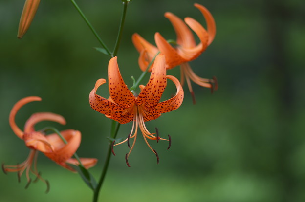 湿原の花(コオニユリ)