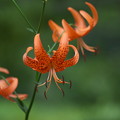 湿原の花(コオニユリ)