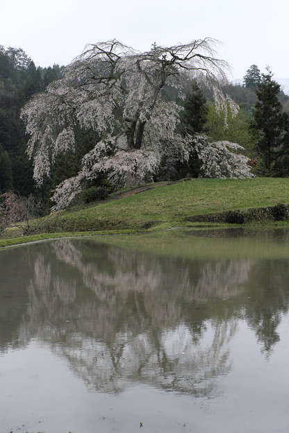 写真: 里山に咲く(与一野の枝垂れ桜)
