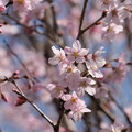桜咲く。コヒガンザクラかな？