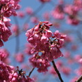 春、桜咲く。寒緋桜