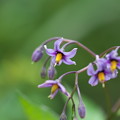 写真: 八幡湿原の花(オオマルバノホロシ)