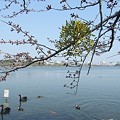写真: 千波湖畔の桜とヤドリギ