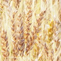 麦畑1506010163