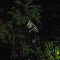写真: 夜のアゲハ１４　1608210008n