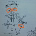 比較　神奈川県植物誌コバノボタンヅルDSCN8384_LI