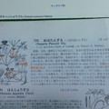 比較　牧野新日本植物図鑑コバノボタンヅルDSCN8401_LI (2)