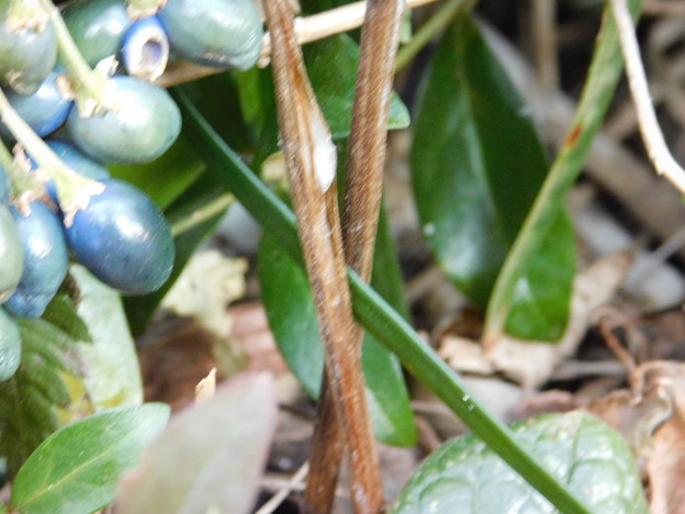 写真: シモバシラ鉢植えノシランの葉陰初観測DSCN4778