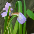 写真: アヤメの花を食うDSCN4355