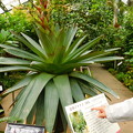 写真: DSCN5122 皇帝アナナス・筑波実験植物園