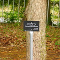 DSCN5250Carya　illinoensisペカン・筑波実験植物園