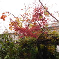 紅葉と渋柿DSCN2381