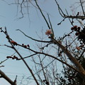 写真: 紅冬至。庭DSCN0289