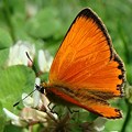 写真: Butterfly
