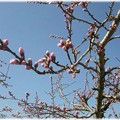 写真: 桃の花の蕾