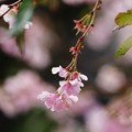 写真: 冬桜（２）