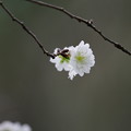 写真: 冬桜もちらほらと！（１）