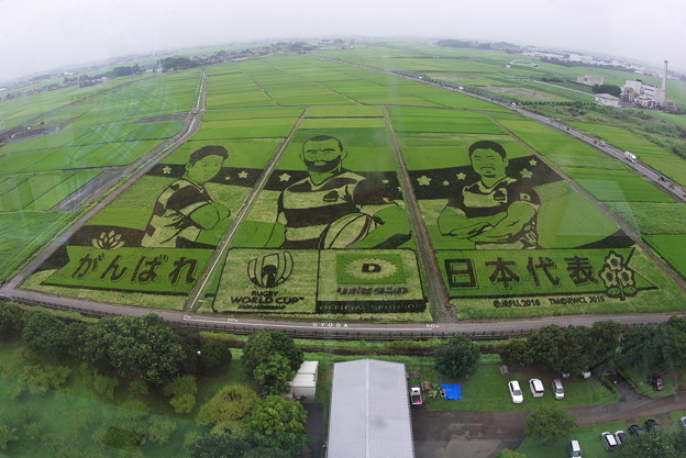 写真: 世界最大の田んぼアート