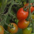 写真: 色づくミニトマト