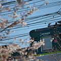 写真: 桜と京阪電車