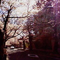 写真: 桜のトンネル