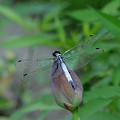 写真: 蓮にシオカラトンボ