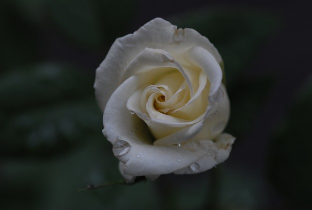 写真: 庭の白バラ