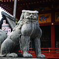浅草神社の狛犬
