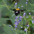 写真: カリガネソウにクマバチのホバ