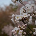 写真: 御苑の桜１
