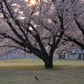 写真: 御苑の桜とツグミ