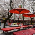 写真: 平野神社桜花祭12