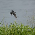 写真: 燕の飛翔